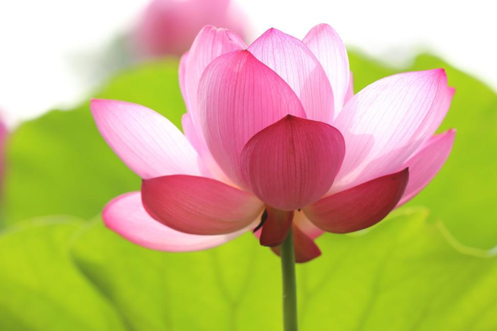 Free Image of A blooming pink lotus flower with green leaves in the background. 