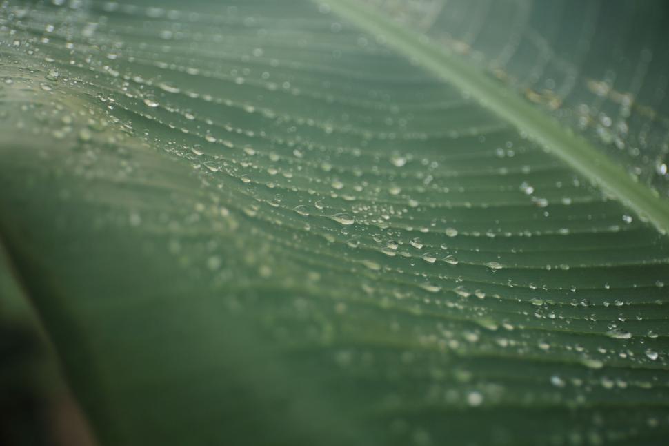 Free Image of Water droplets on large leaf, showcasing nature s delicate beauty 