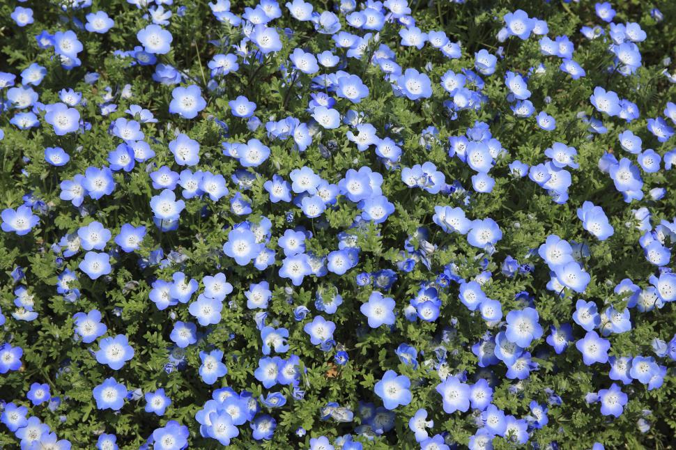 Free Image of Field of blooming blue flowers in a vibrant green setting 