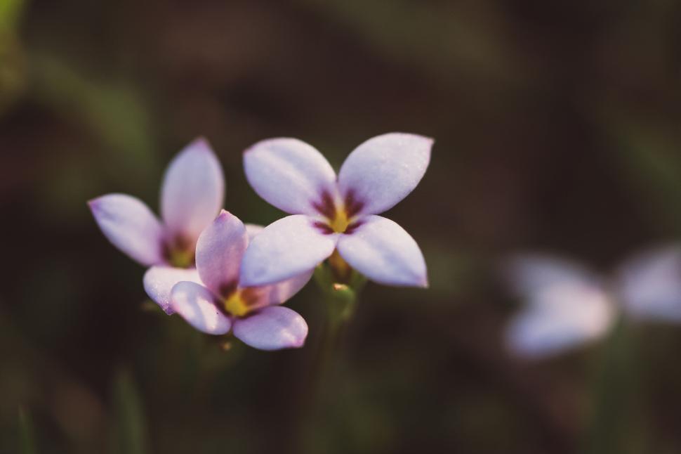Free Image of Close-up of delicate lavender flowers blooming in the wild. 
