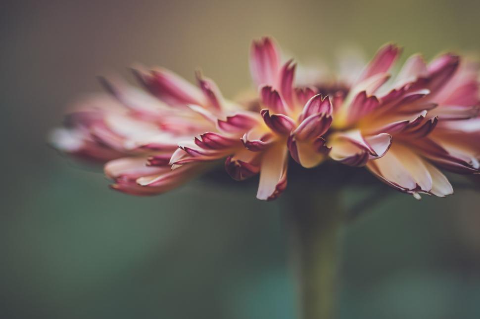 Free Image of Close-up of colorful flower petals, blurred background, artistic beauty. 