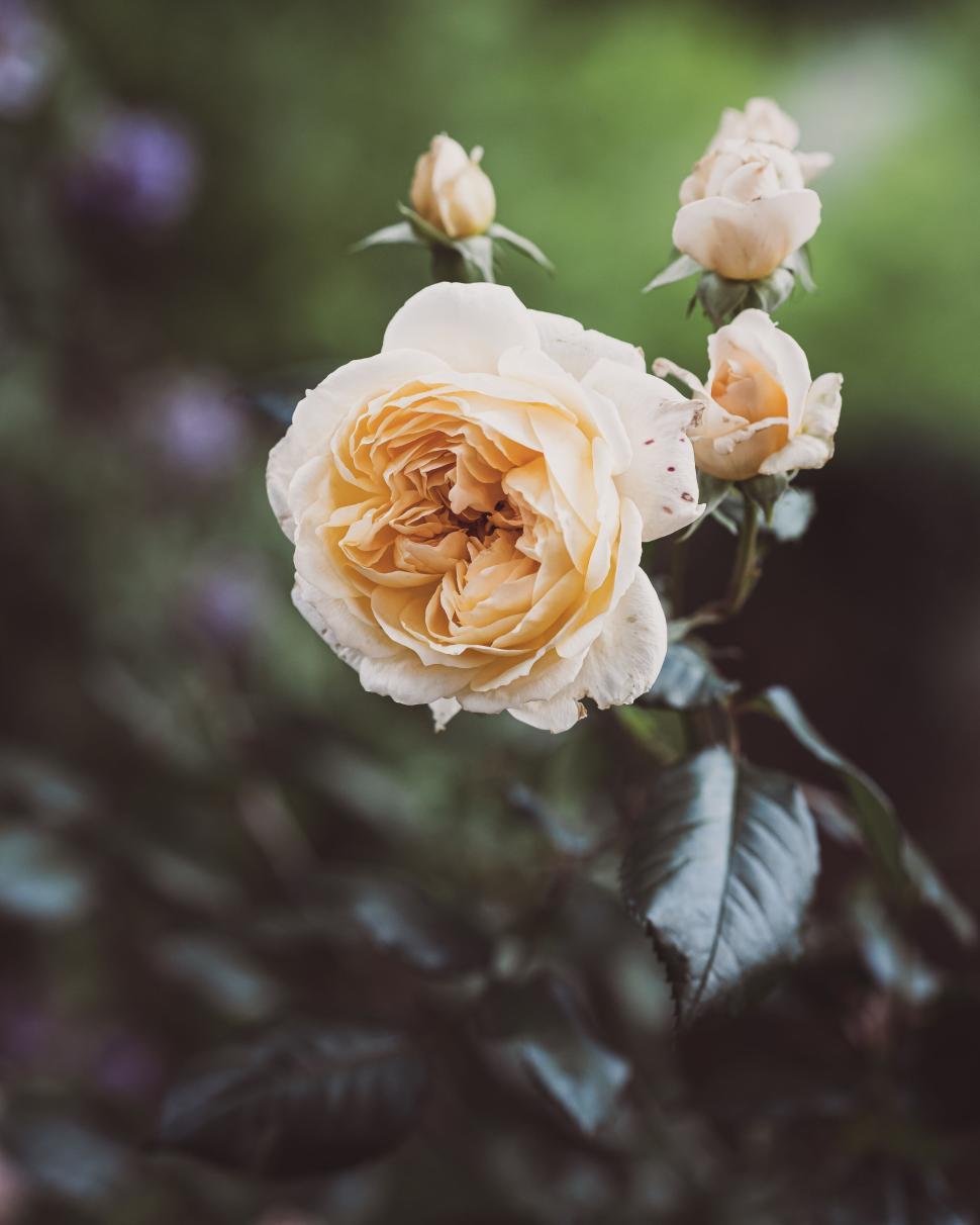 Free Image of Delicate yellow rose and buds in garden showing nature s purity. 