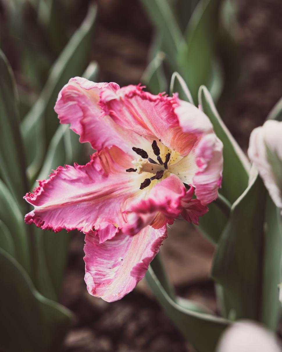 Free Image of Fringed tulip in peak bloom, displaying radiant pink petals 