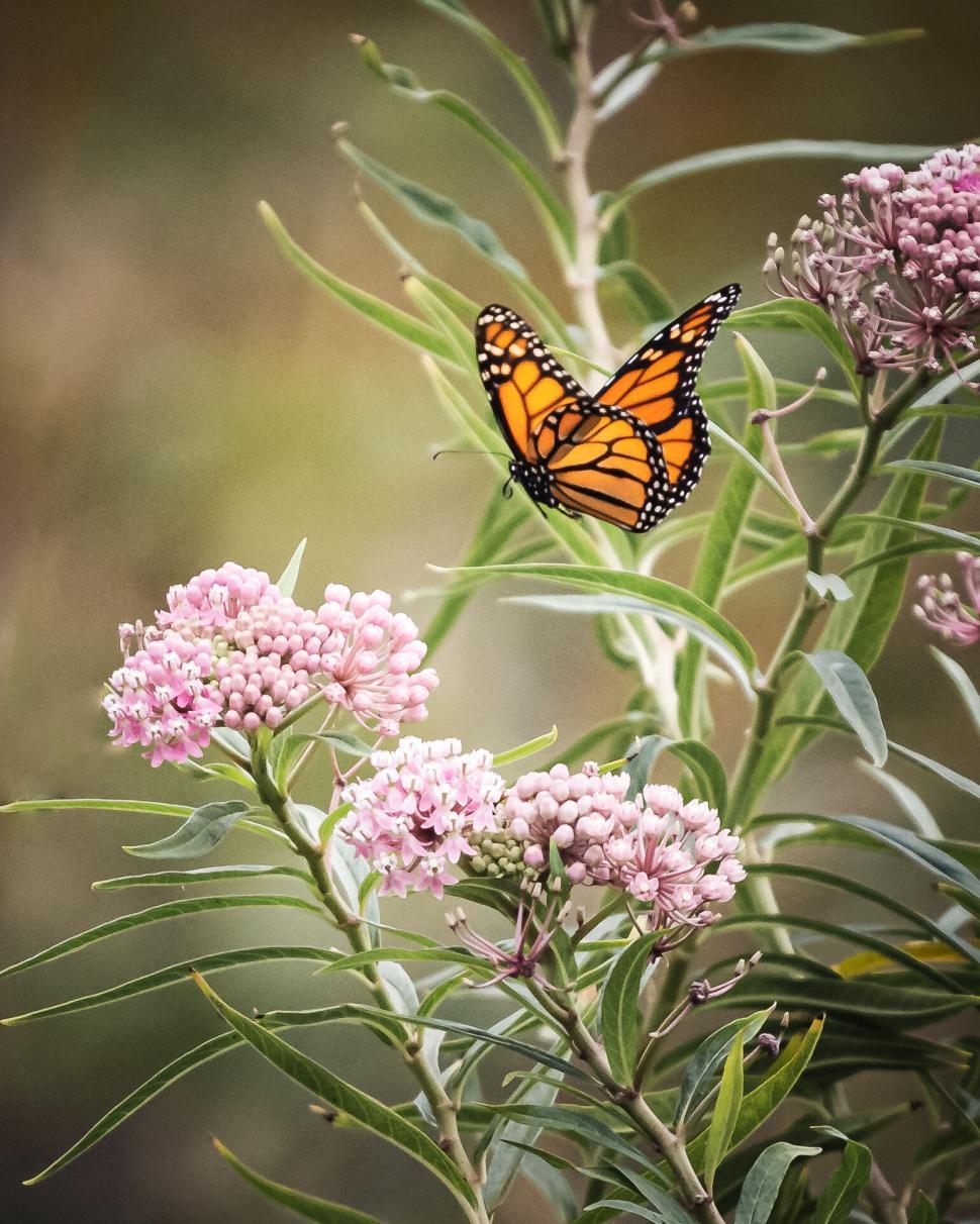 Beautiful Summer Butterfly Photo Download – Free Nature Stock, image size:970x1212
