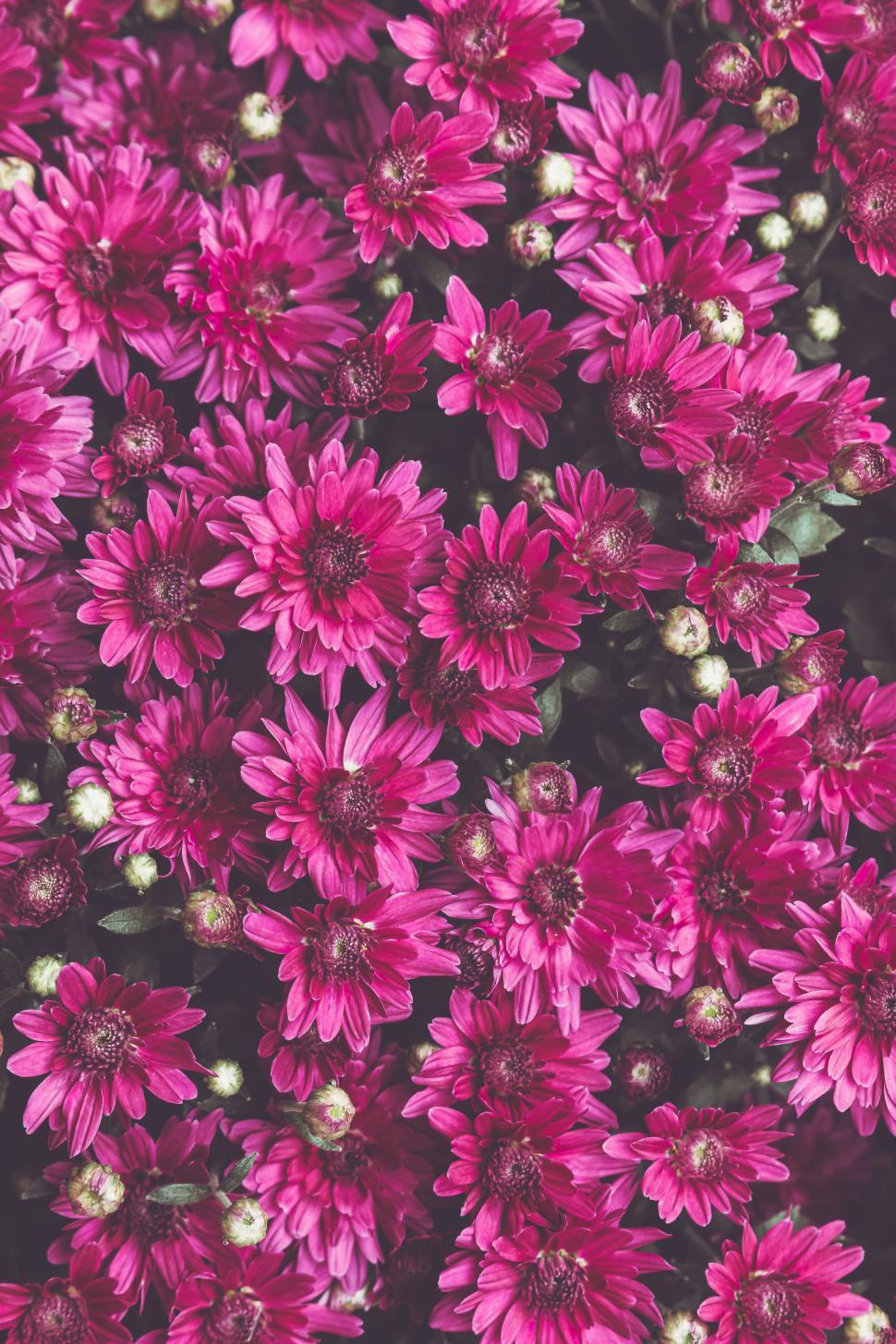 Free Image of Vibrant purple flowers captured in a detailed close-up shot. 