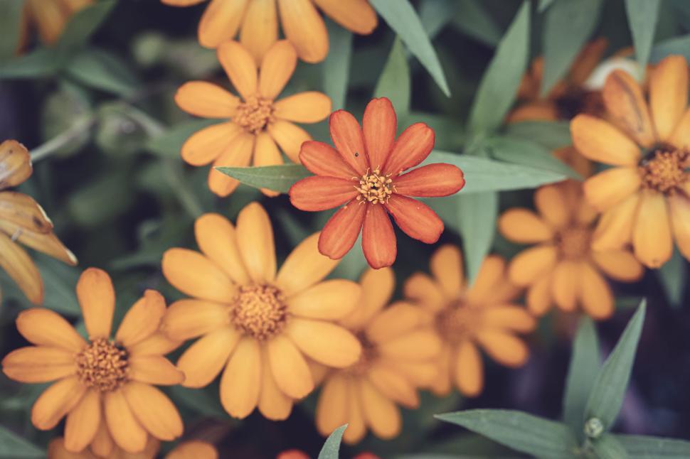 Free Image of Close-up of orange daisies with a single red daisy in the center 