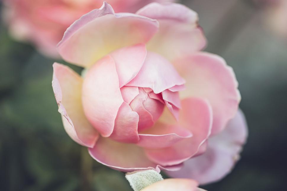 Free Image of Close-up of a delicate pink rose blossom with soft, tender petals 