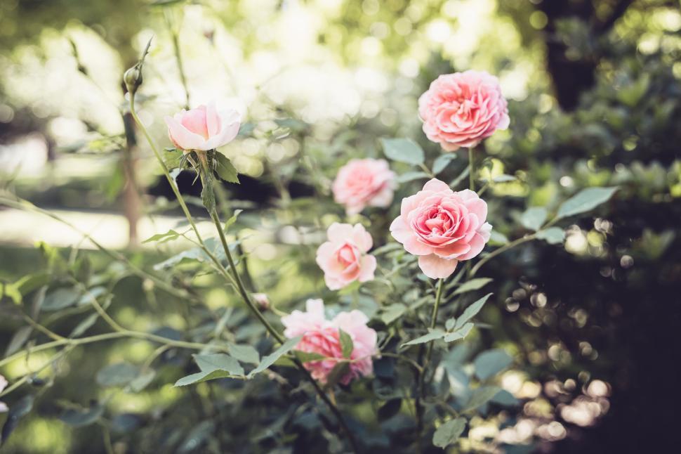 Free Image of Beautiful pink roses in a tranquil garden with lush green leaves. 