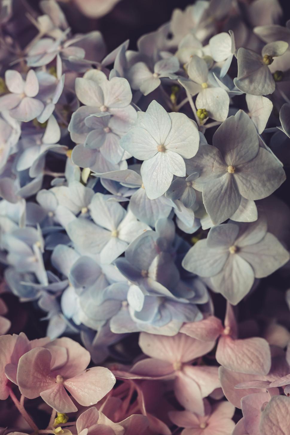 Free Image of Lavender and pink hydrangeas in a floral arrangement with soft hues. 