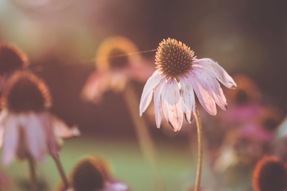 Free Image of A Dusky Flower with Pale Pink Petals Against a Soft Light Background 