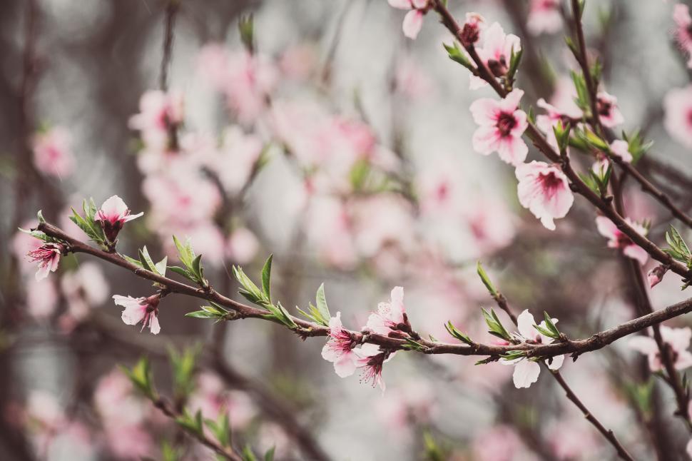 Free Image of Branch Adorned With Blooming Pink Flowers In A Soft Light Atmosphere 