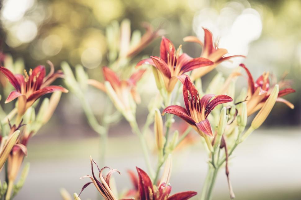 Free Image of Red and orange lilies in a garden with blurred background bokeh light. 