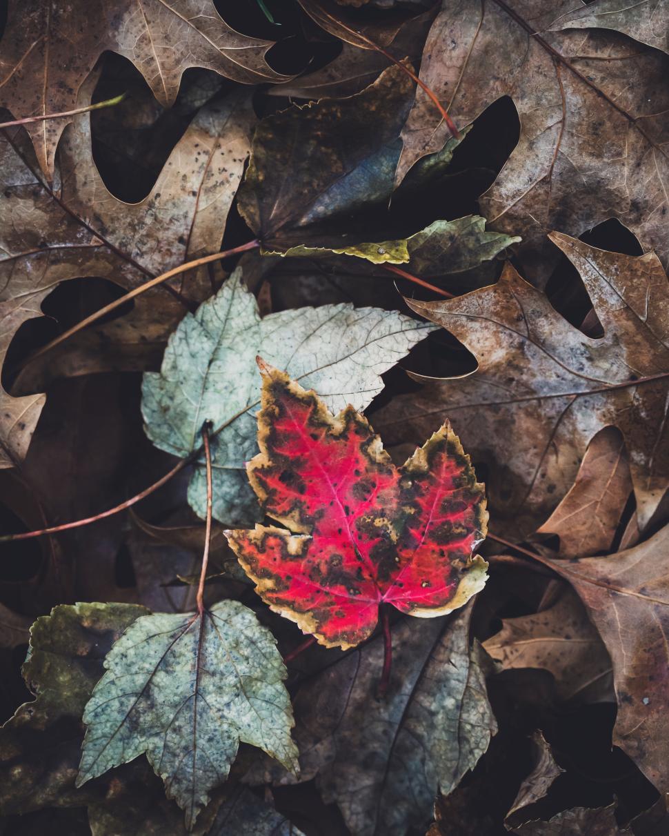 Free Image of A red maple leaf stands out among a pile of autumn leaves on ground. 
