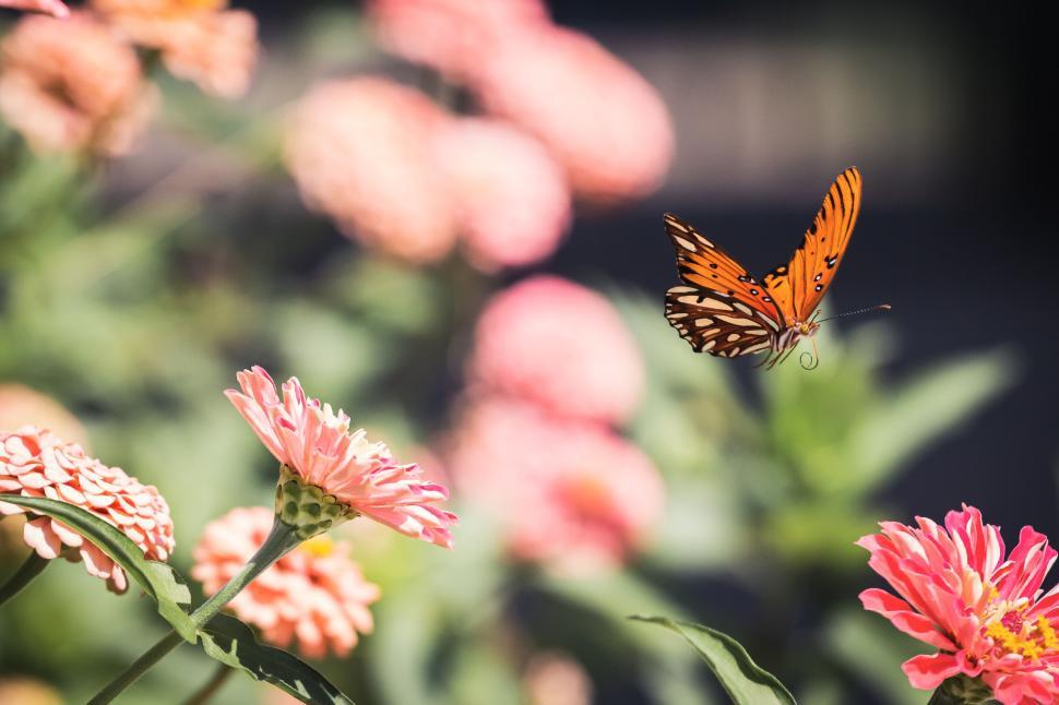 Free Image of Vibrant butterfly flying over pink flowers in a sunny garden. 