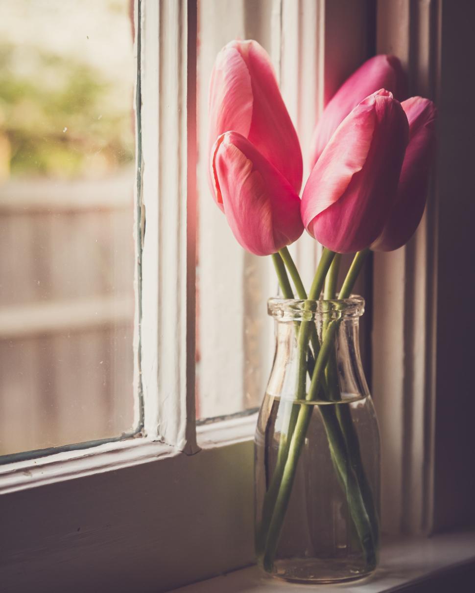Free Image of Pink tulips in a glass bottle vase set by a sunlit window frame 