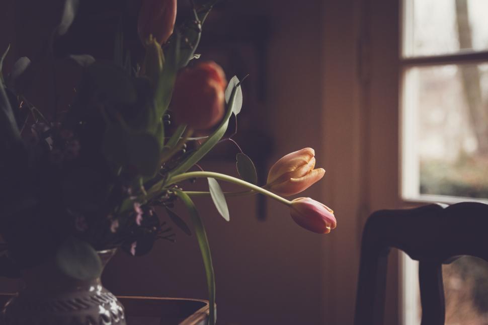 Free Image of Vase of tulips by a window in soft evening light, serene ambiance 