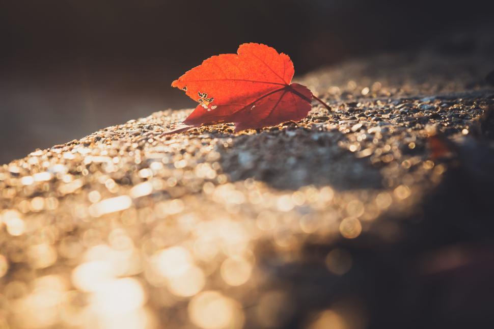 Free Image of Single red leaf against sunlight on a textured stone surface outdoors 