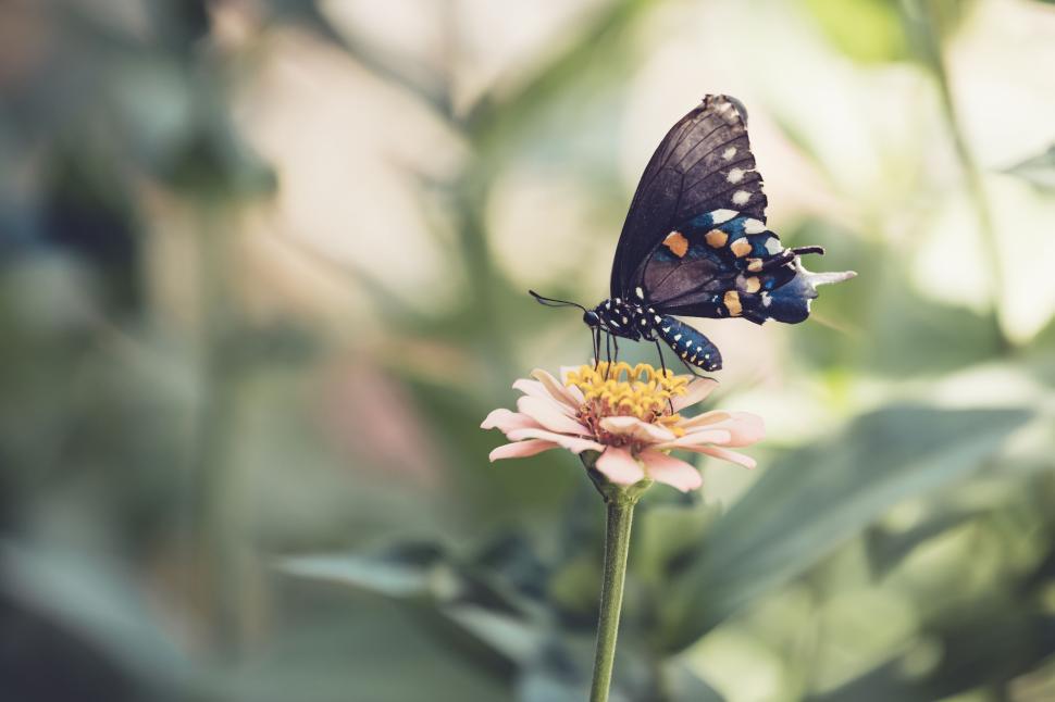 Free Image of Butterfly perched on a pink flower, soft nature bokeh background 