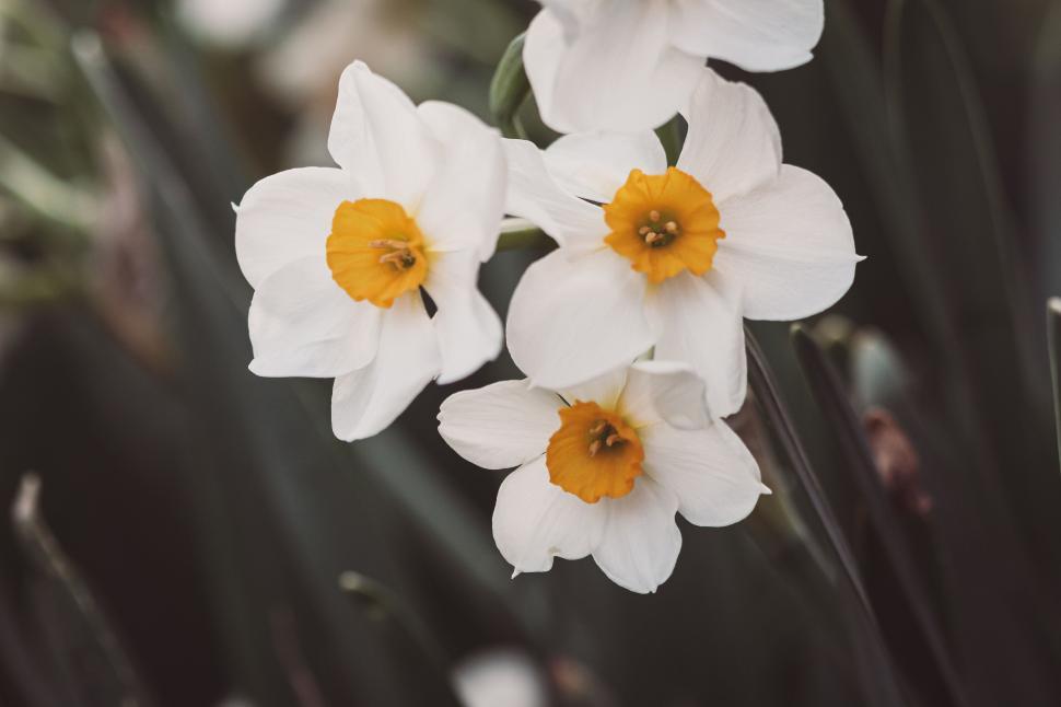 Free Image of Three white daffodils with orange centers in natural green setting 