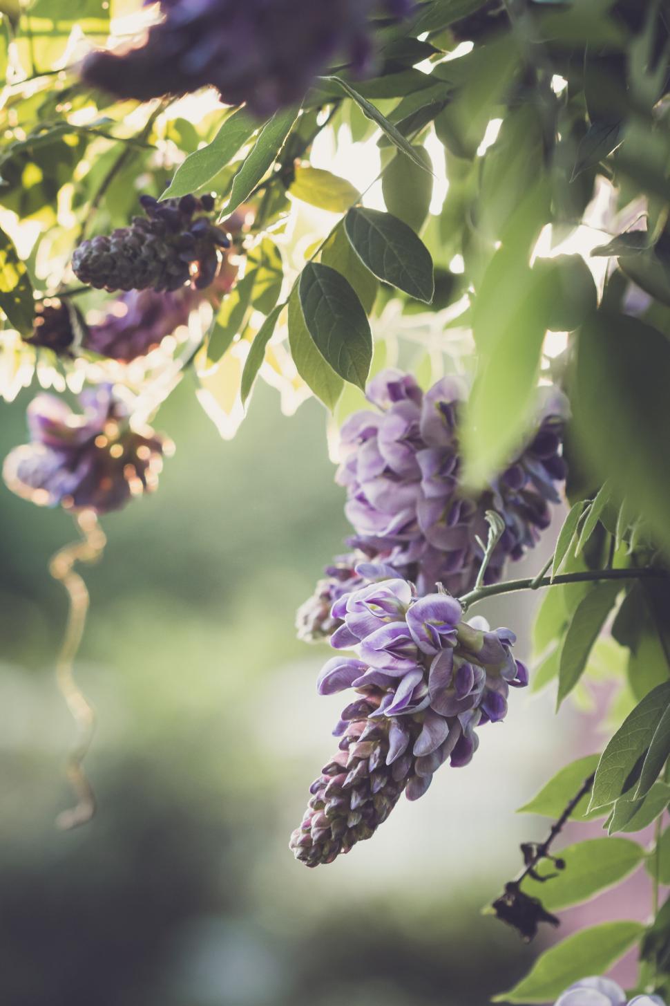 Free Image of Purple wisteria flower clusters hanging with sunlight in background 