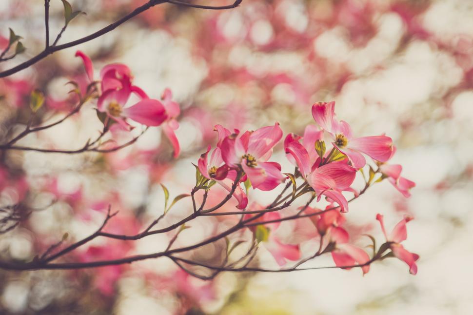 Free Image of Pink blossoms blooming on tree branches during spring season 