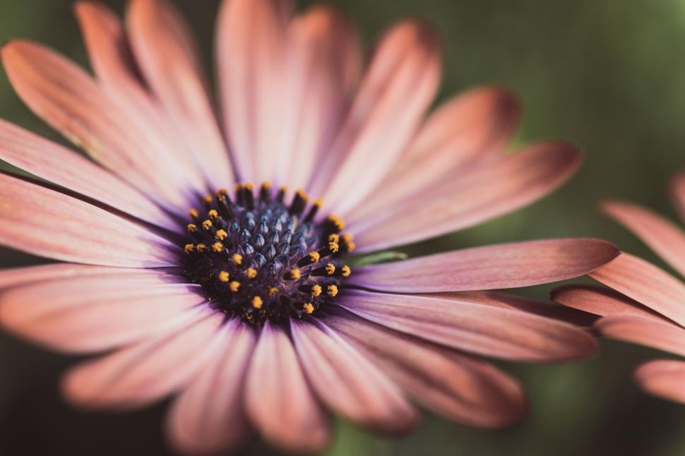 Free Image of Close-up of a vibrant pink and orange daisy with detailed petals. 