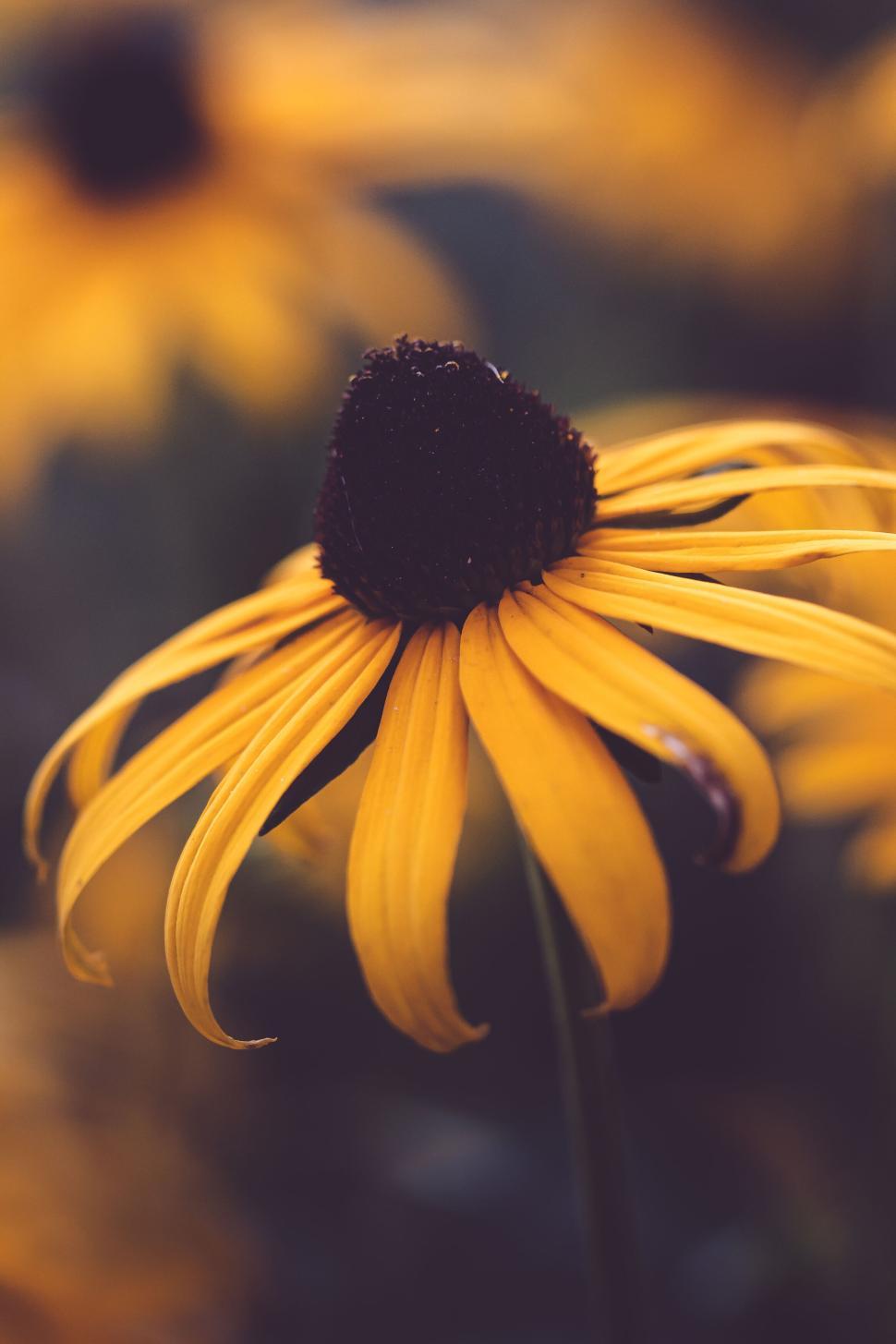 Free Image of Close-up of yellow and brown sunflowers blooming in natural habitat. 