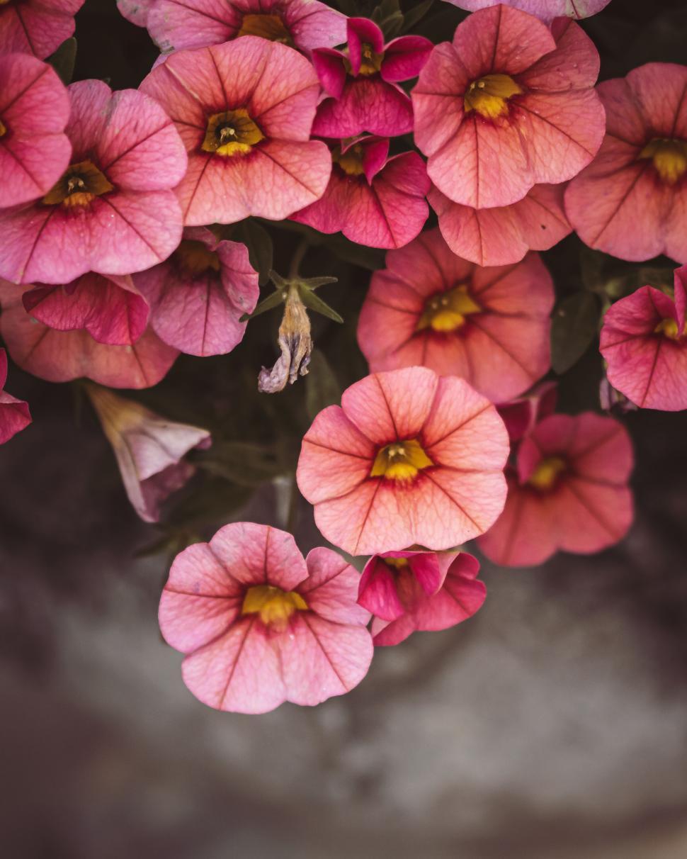 Free Image of Cluster of pink flowers in bloom with soft, delicate petals outdoors. 