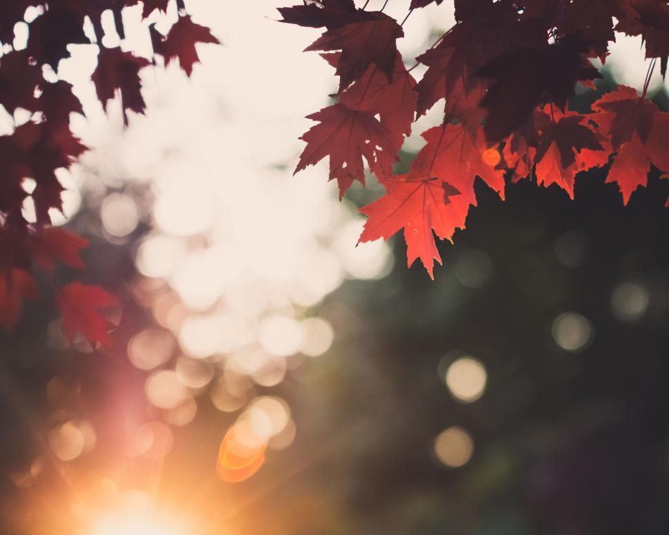 Free Image of Red maple leaves against the backdrop of a beautiful sunset bokeh. 