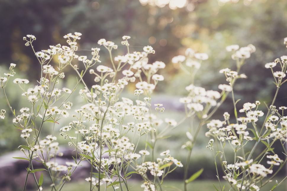 Free Image of Wildflowers capturing morning sunlight in a tranquil garden setting. 