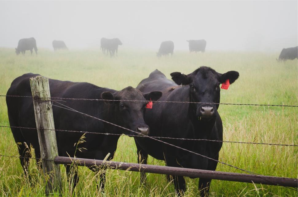 Free Image of Black cows standing by a wire fence in a foggy country pasture 