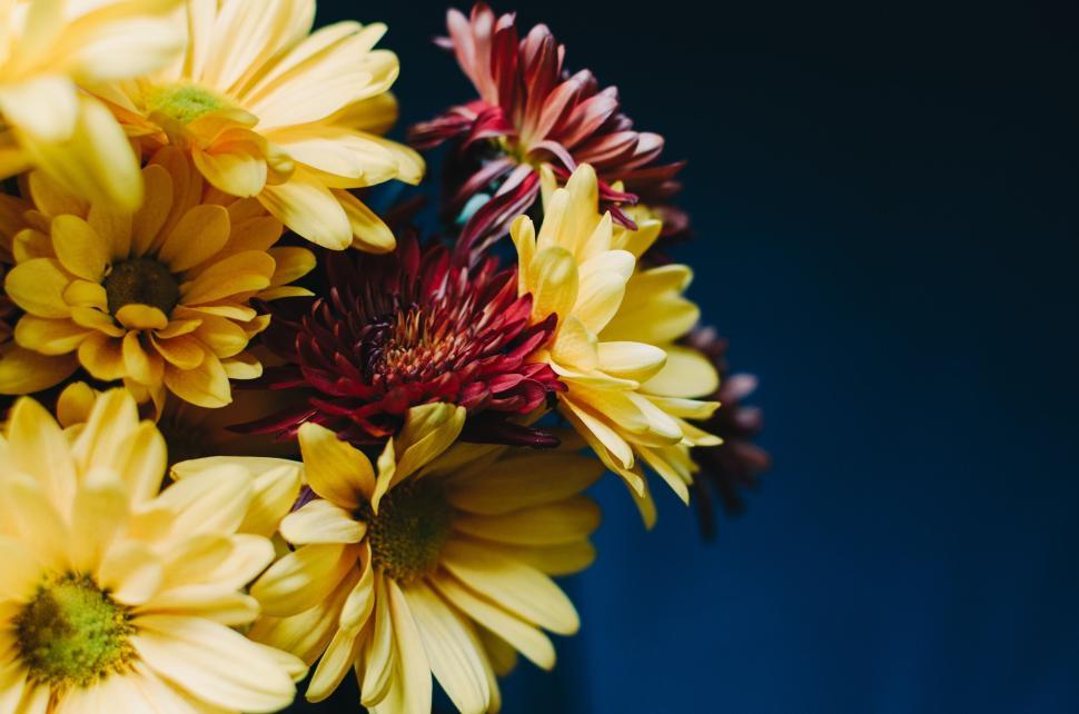 Free Image of Bouquet of yellow and red chrysanthemums against a dark background. 