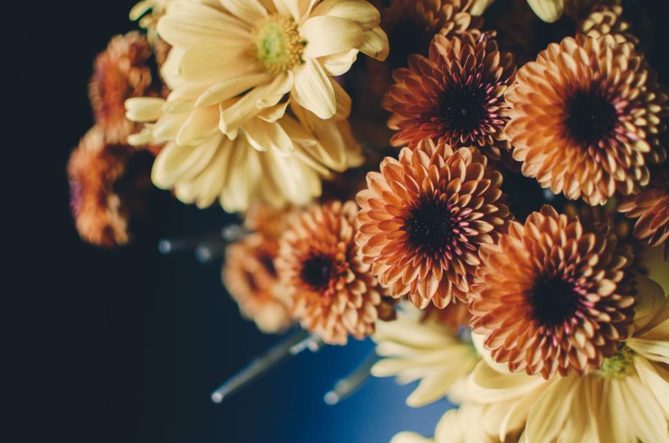 Free Image of Vibrant close-up of orange and yellow chrysanthemums in bloom. 