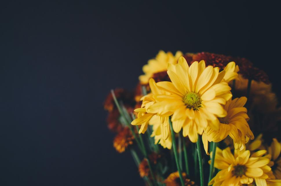 Free Image of Yellow chrysanthemums beautifully arranged against a dark background. 
