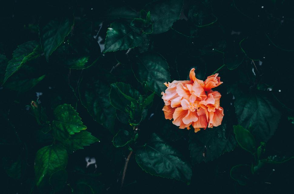 Free Image of Pink hibiscus flower on dark green leaves in a moody setting 