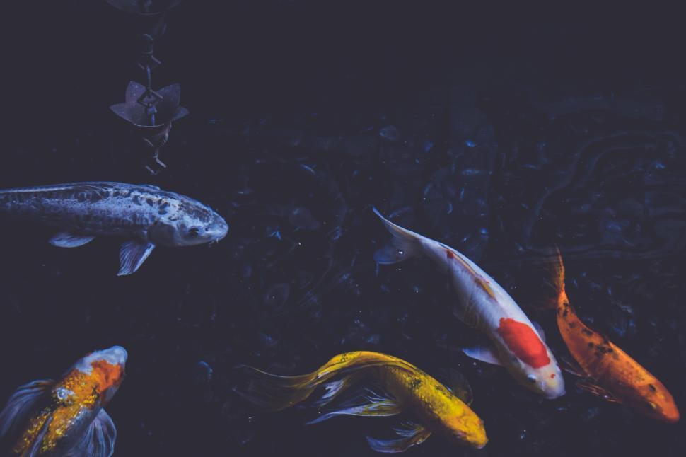 Free Image of Colorful koi fish gracefully swimming in a dark, tranquil pond 