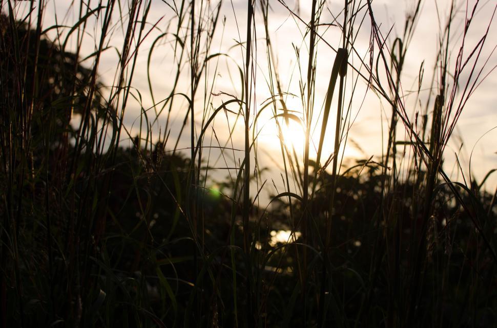 Free Image of Sunset behind tall grass with a silhouette effect and serene light. 