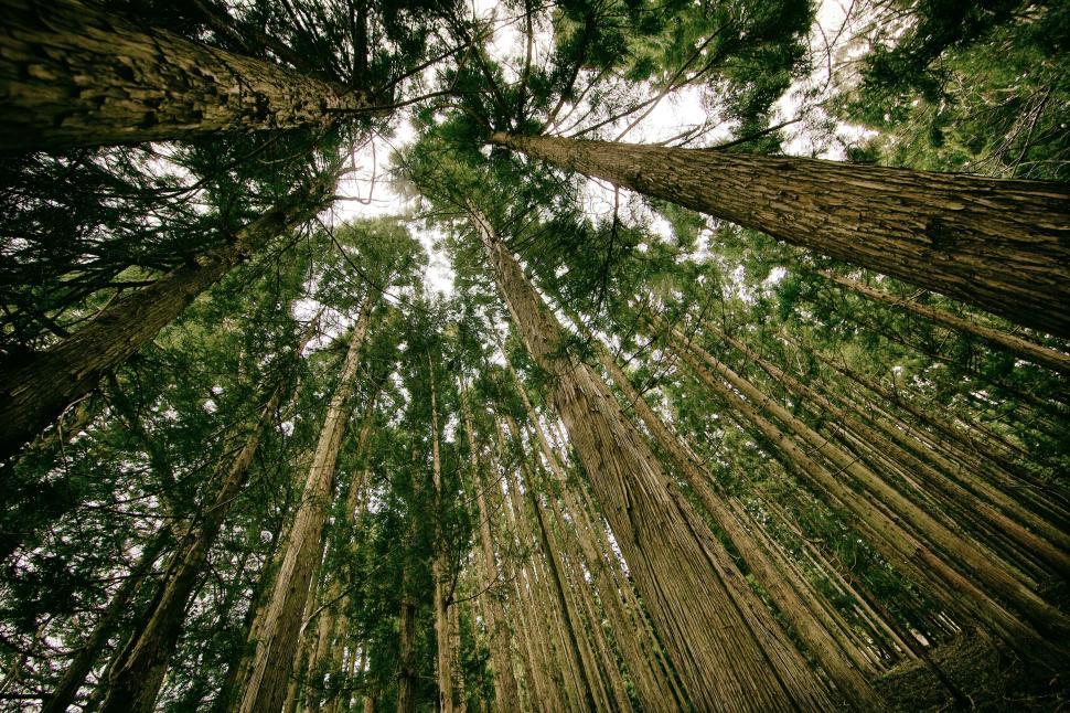 Free Image of Tall green trees reaching toward the sky in a dense forest setting 
