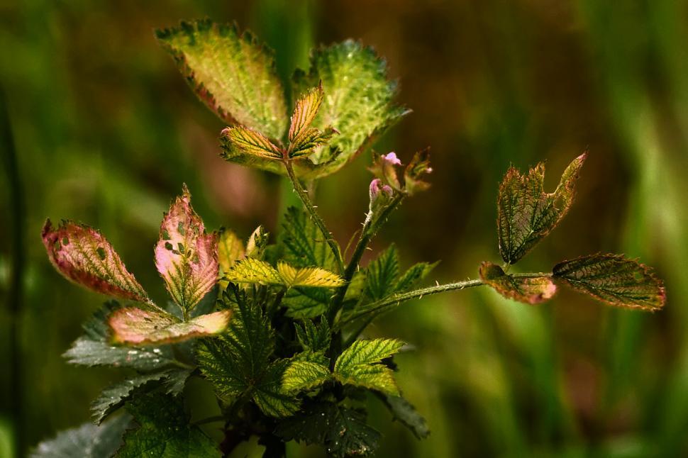 Free Image of Green leafs 