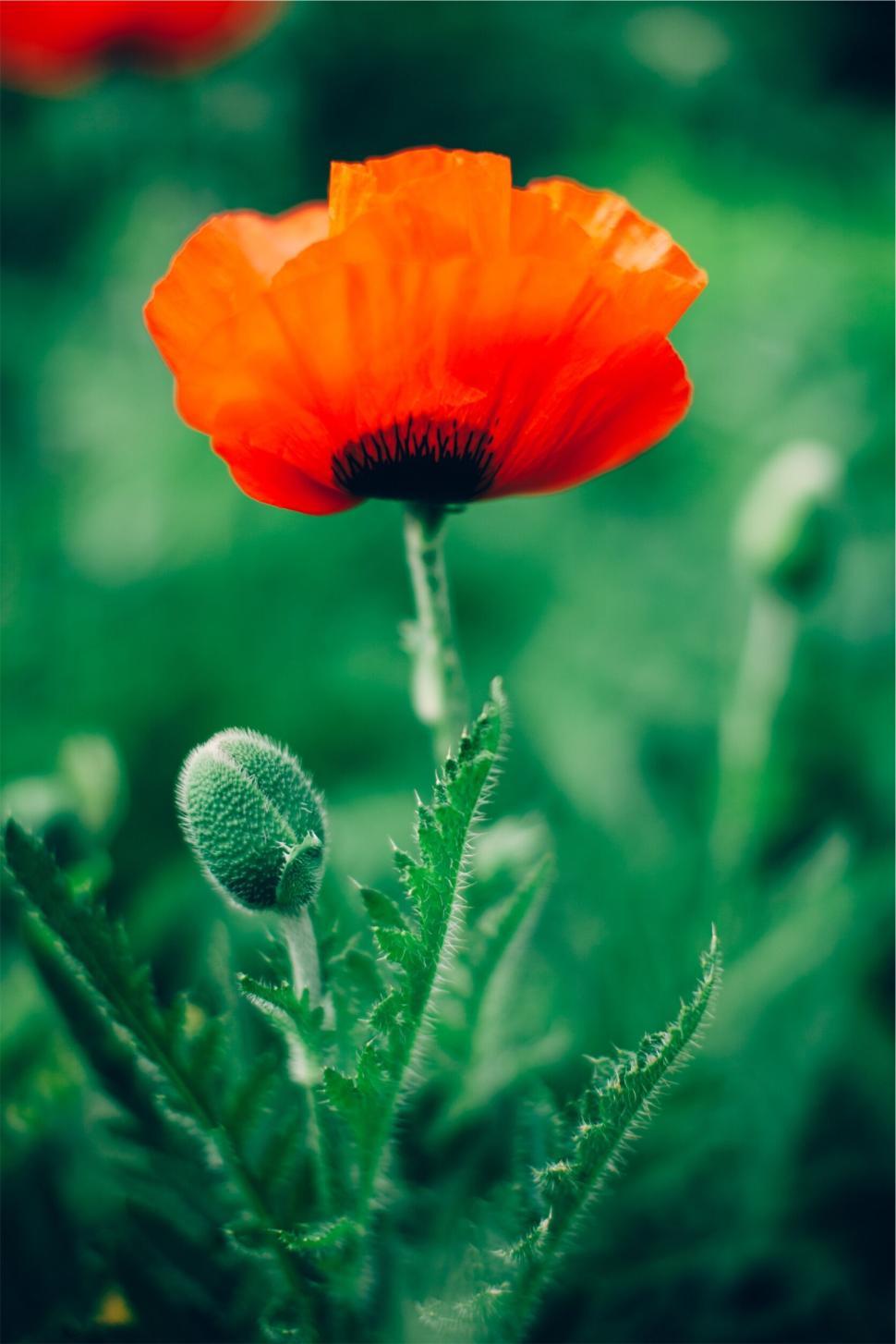 Free Image of Vivid Red Poppy Flower Standing Tall with Green Buds and Foliage 