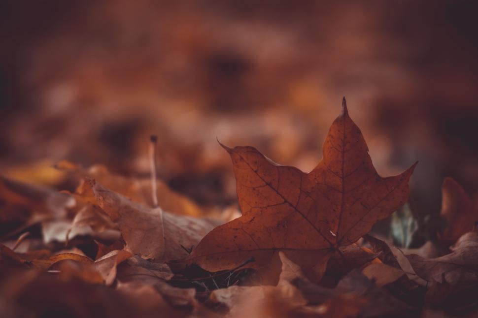 Free Image of Close-up of a single red autumn leaf on a ground filled with leaves. 