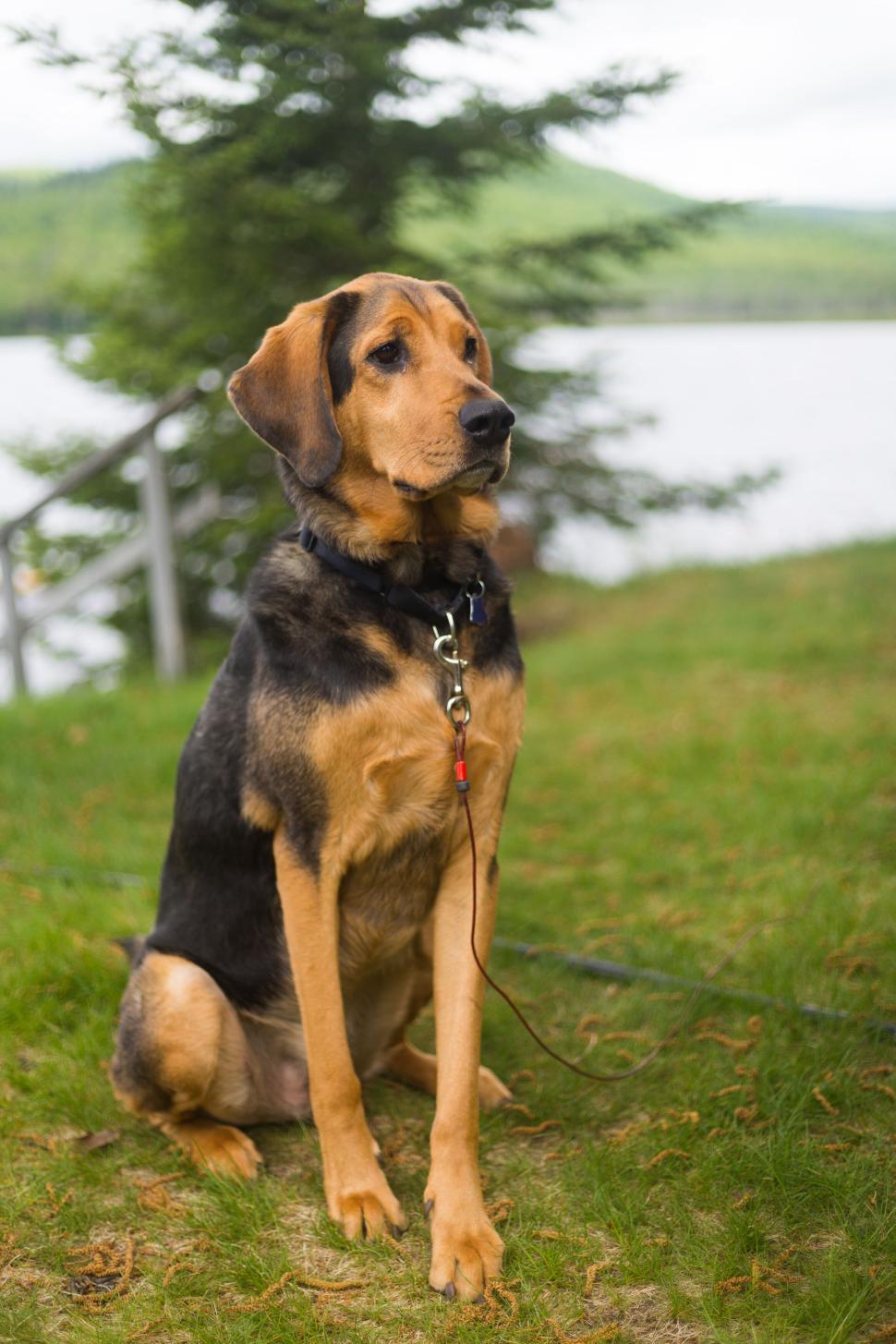 Free Image of Large mixed-breed dog sitting on grass near lakeside area. 