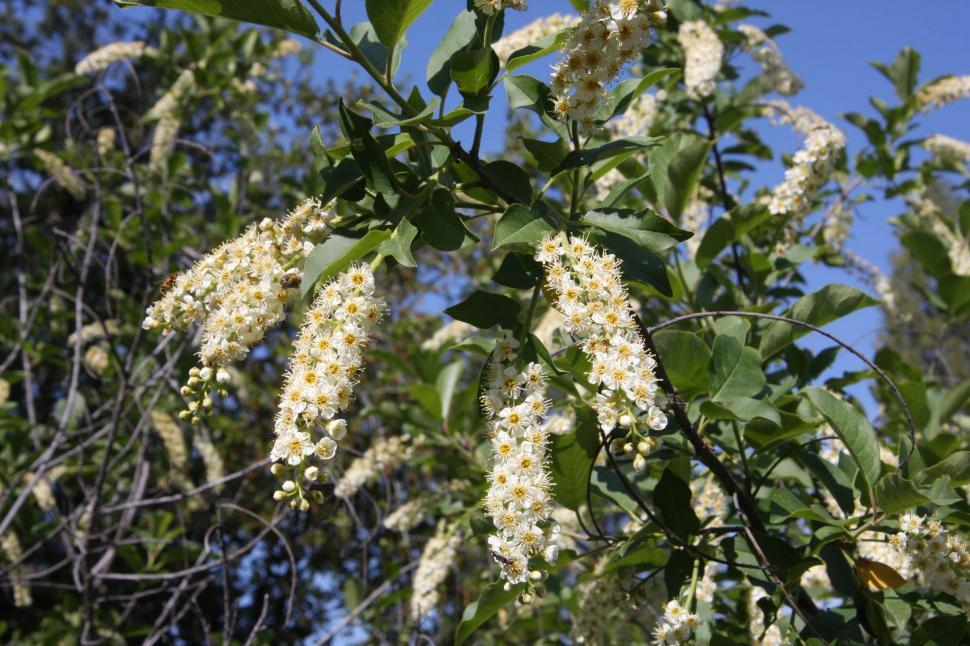 Free Image of Chokecherries 