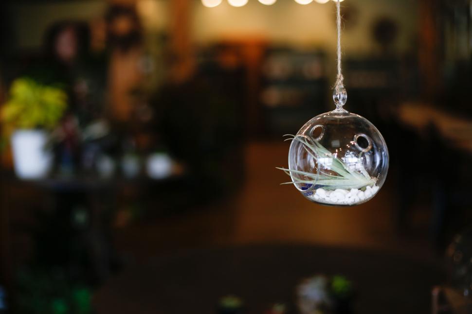 Free Image of Hanging glass terrarium with air plants adding charm to the room 