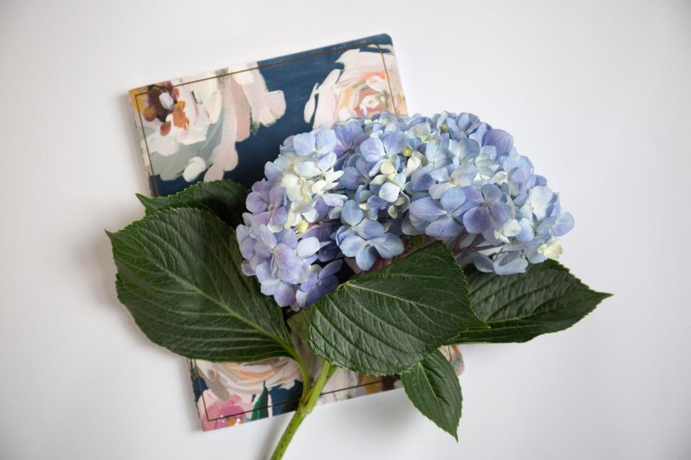 Free Image of Hydrangea flower resting on a floral-patterned notebook, studio shoot. 
