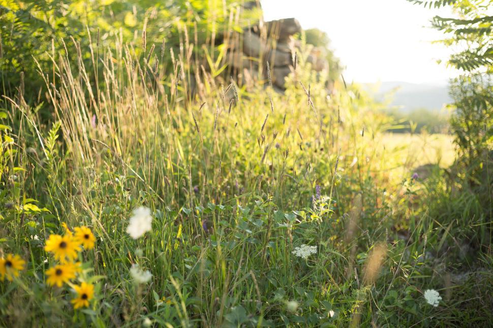 Free Image of Sunlight brightening a lush grass field with yellow wildflowers. 