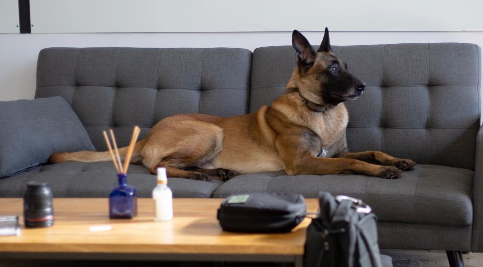 Free Image of Dog lying on a grey couch in a modern indoor living space. 