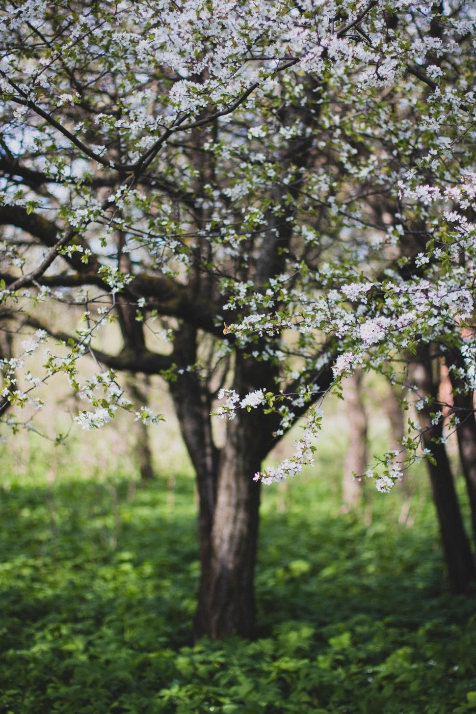 Free Image of Serene scene of blossoming tree in a lush green forest 