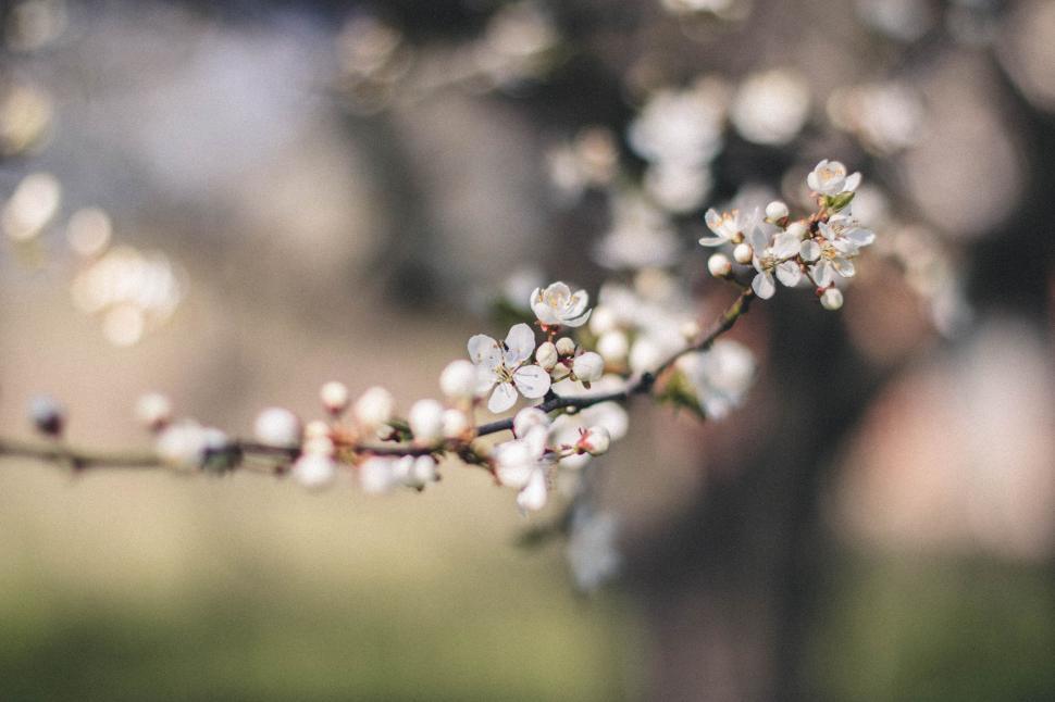 Free Image of Close-up of delicate white blossoms on a twig, background blurred. 