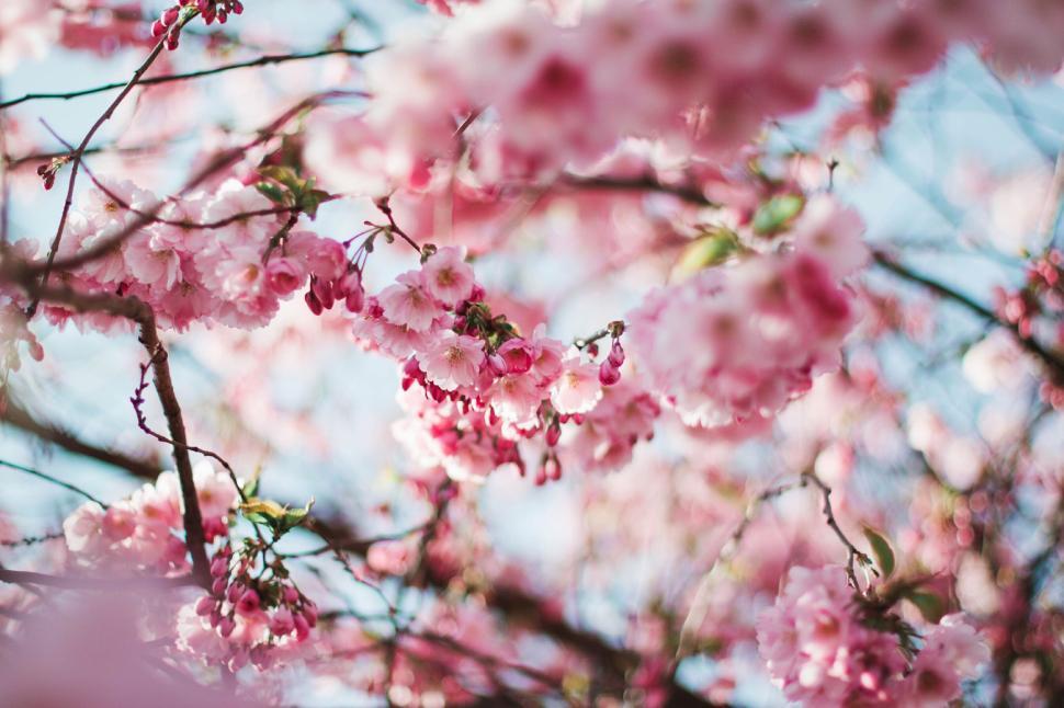 Free Image of Pink cherry blossoms in full bloom against a clear blue sky backdrop. 